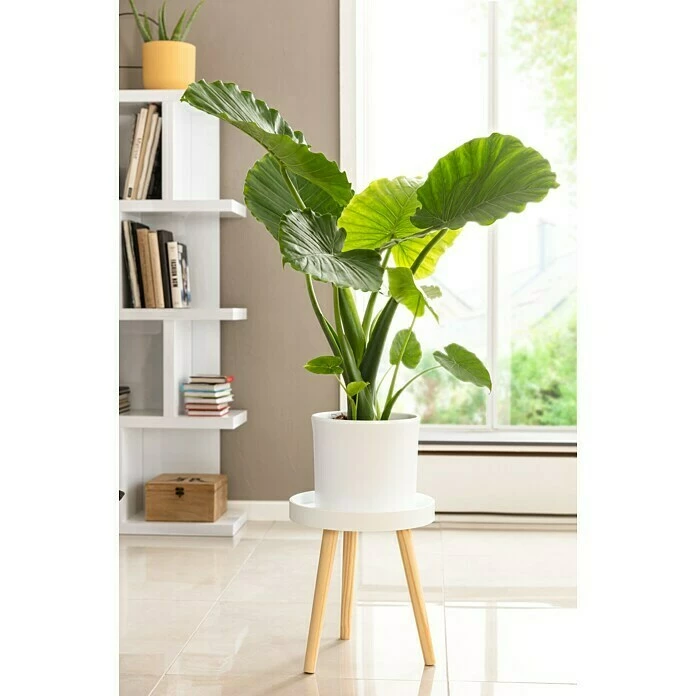 BAUHAUS Phönix Beistelltisch Buffalo Ø X H: 32 X 35 Cm, Weiß 4 BAUHAUS Phönix Beistelltisch Buffalo Ø X H: 32 X 35 Cm, Weiß – Bild 4